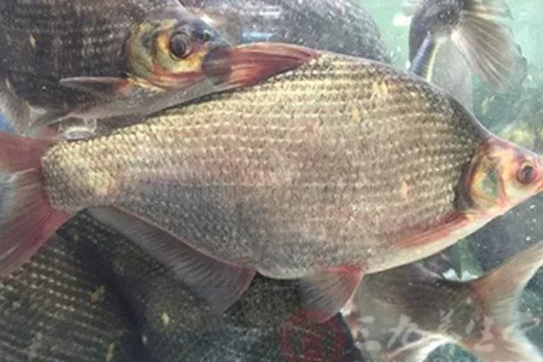 武昌鱼的价格，零售价为10-15元一斤