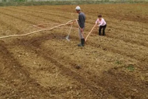 柴胡怎么种植，移栽株距为7-10厘米