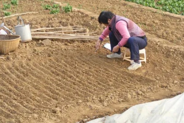 柴胡怎么种植，移栽株距为7-10厘米