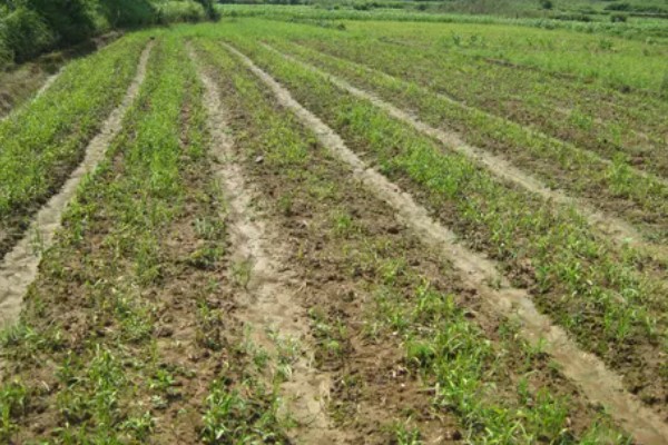 柴胡怎么种植，移栽株距为7-10厘米