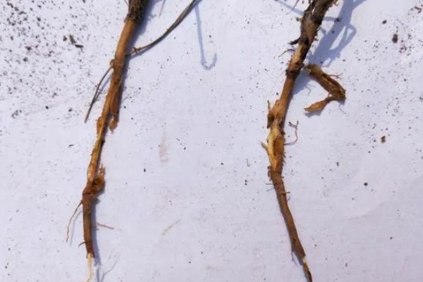 柴胡怎么种植，移栽株距为7-10厘米