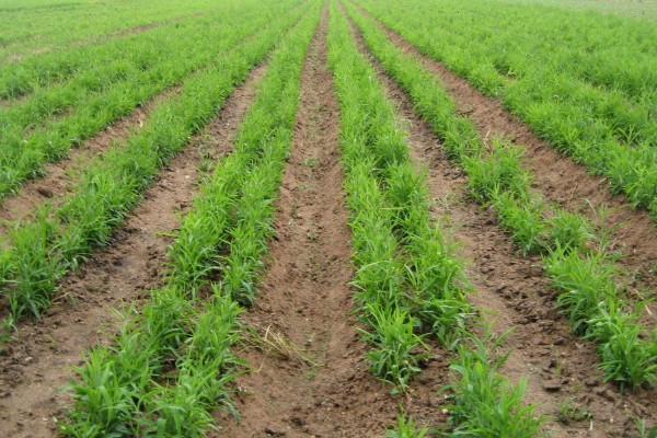 柴胡怎么种植，移栽株距为7-10厘米