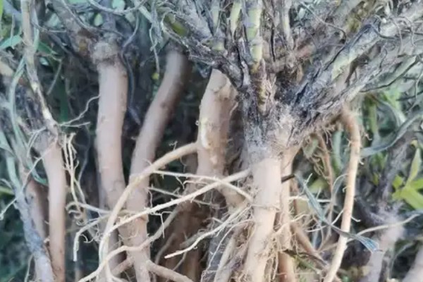 柴胡怎么种植，移栽株距为7-10厘米