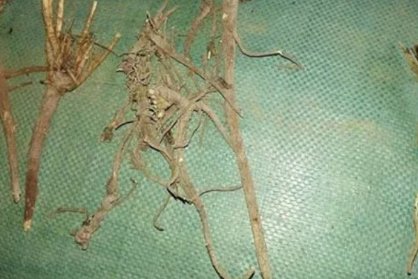 柴胡怎么种植，移栽株距为7-10厘米