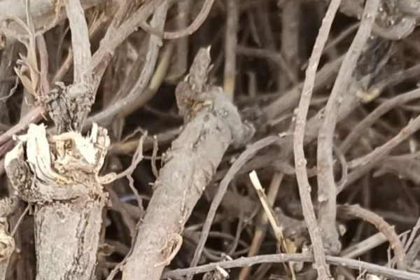 柴胡怎么种植，移栽株距为7-10厘米