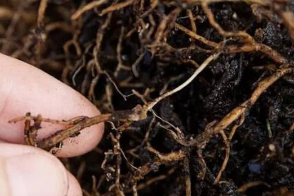 柴胡怎么种植，移栽株距为7-10厘米