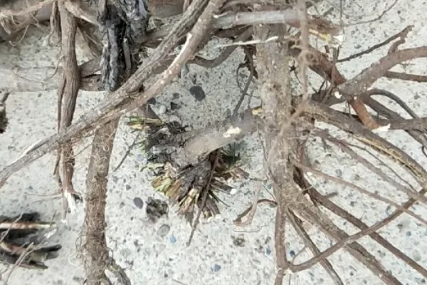 柴胡怎么种植，移栽株距为7-10厘米