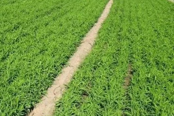 柴胡怎么种植，移栽株距为7-10厘米