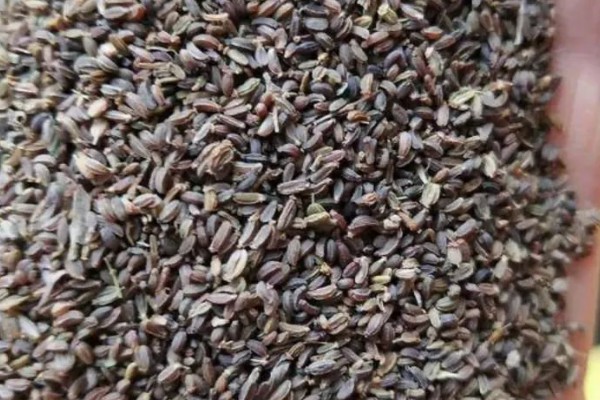 柴胡怎么种植，移栽株距为7-10厘米