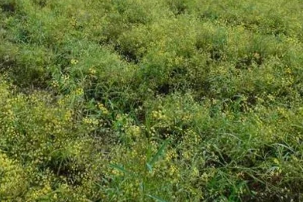 柴胡怎么种植，移栽株距为7-10厘米