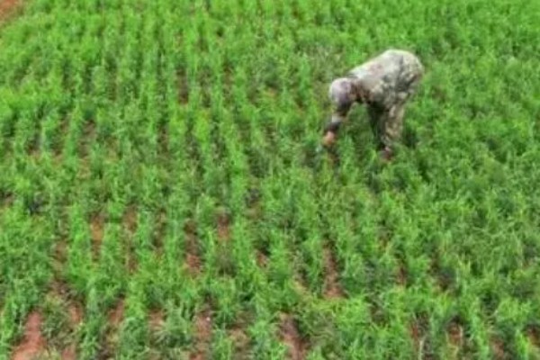 柴胡怎么种植，移栽株距为7-10厘米