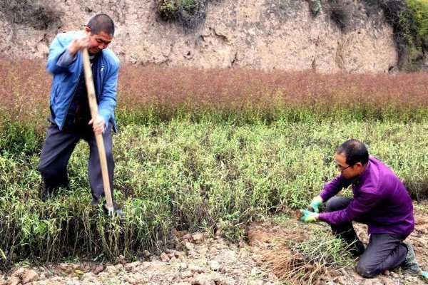 柴胡怎么种植，移栽株距为7-10厘米