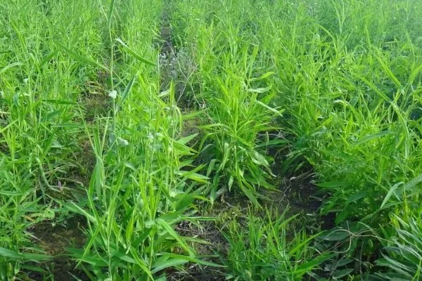 柴胡怎么种植，移栽株距为7-10厘米