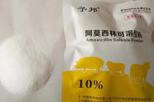 猪用阿莫西林有什么作用,可治疗仔猪黄白痢