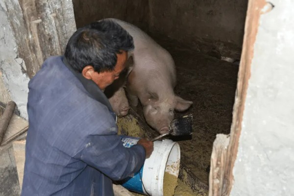 猪用阿莫西林有什么作用,可治疗仔猪黄白痢
