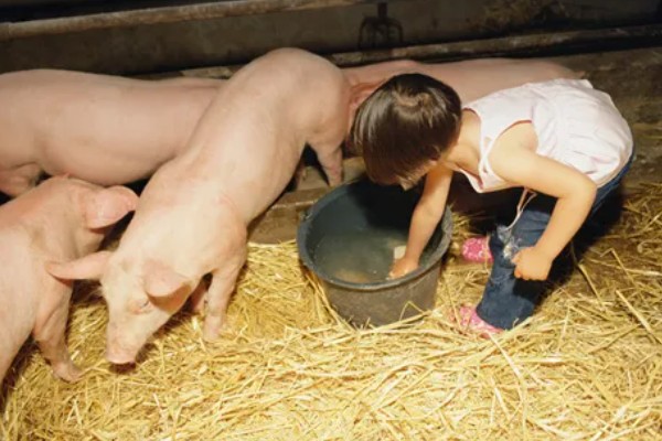 猪用阿莫西林有什么作用,可治疗仔猪黄白痢