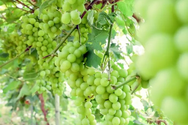 阳光玫瑰葡萄的成熟时间,熟期一般是8月份