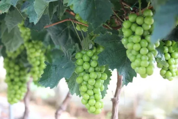 阳光玫瑰葡萄的成熟时间,熟期一般是8月份