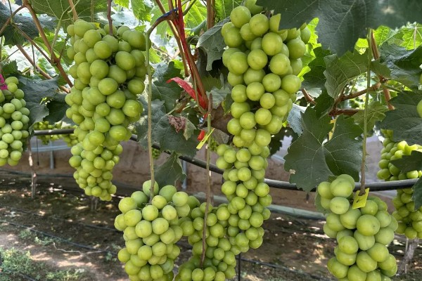 阳光玫瑰葡萄的成熟时间,熟期一般是8月份