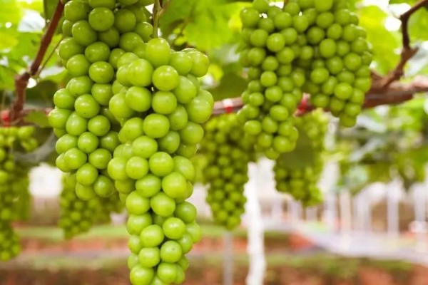 阳光玫瑰葡萄的成熟时间,熟期一般是8月份