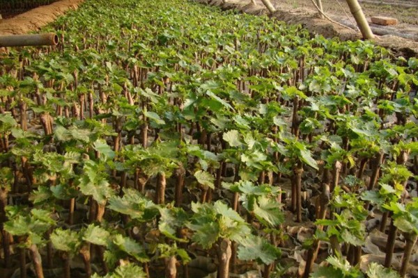 阳光玫瑰葡萄的成熟时间,熟期一般是8月份