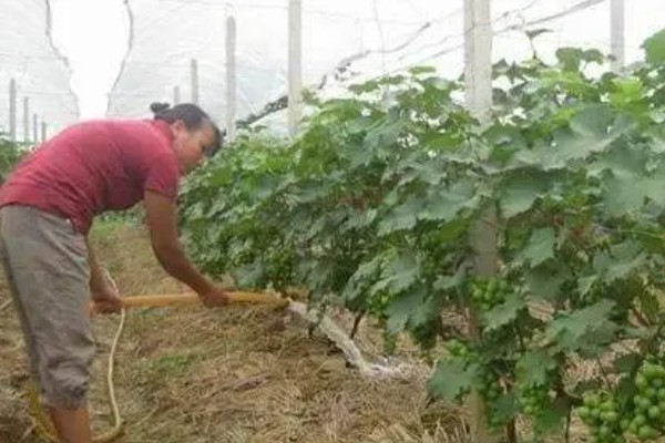 阳光玫瑰葡萄的成熟时间,熟期一般是8月份