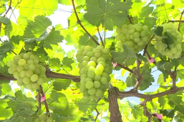 阳光玫瑰葡萄的成熟时间,熟期一般是8月份