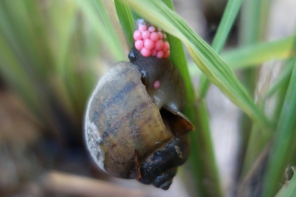福寿螺可以吃吗，口感不佳且容易感染寄生虫