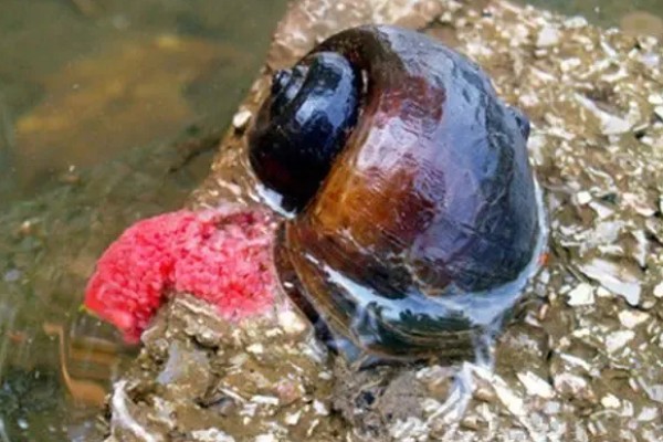 福寿螺可以吃吗，口感不佳且容易感染寄生虫