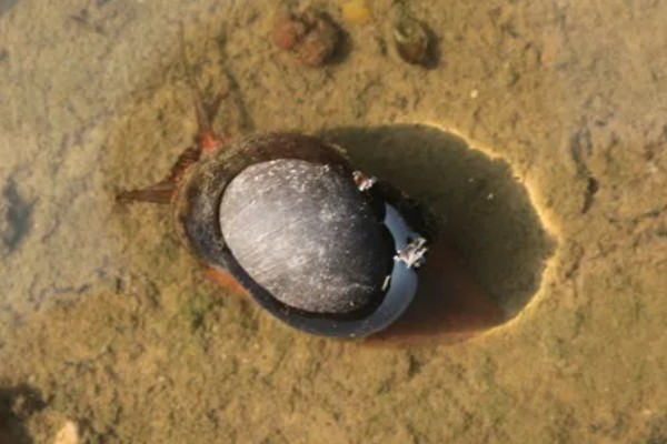 福寿螺可以吃吗，口感不佳且容易感染寄生虫