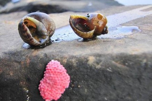 福寿螺可以吃吗，口感不佳且容易感染寄生虫
