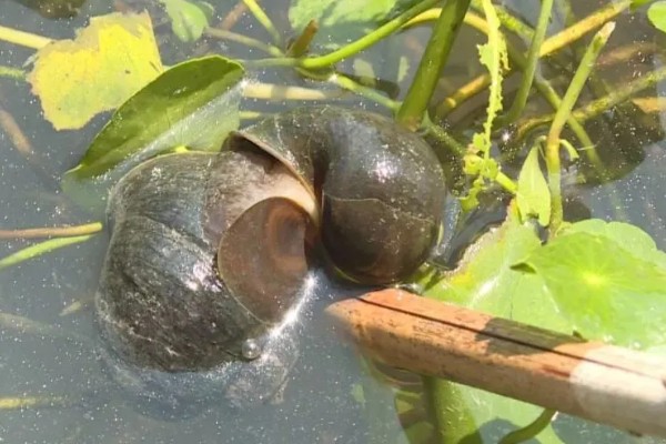 福寿螺可以吃吗，口感不佳且容易感染寄生虫