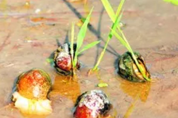 福寿螺可以吃吗，口感不佳且容易感染寄生虫