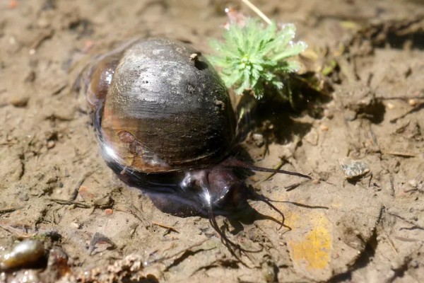 福寿螺可以吃吗，口感不佳且容易感染寄生虫