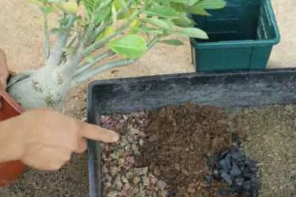 沙漠玫瑰的栽种方法，种植时要让根系舒展