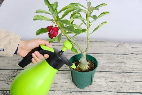 沙漠玫瑰的栽种方法，种植时要让根系舒展