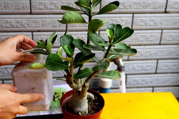 沙漠玫瑰的栽种方法，种植时要让根系舒展