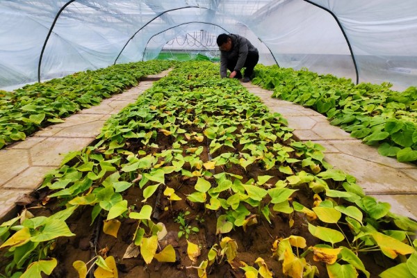 红薯的高效种植技术，育苗时间适当提早于2月中旬
