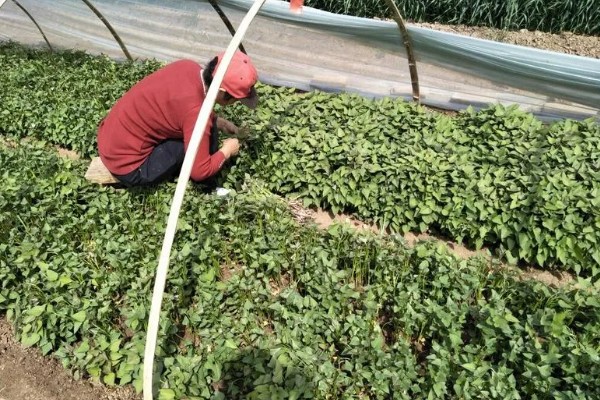 红薯的高效种植技术，育苗时间适当提早于2月中旬