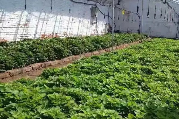 红薯的高效种植技术，育苗时间适当提早于2月中旬