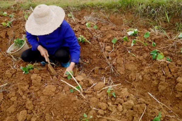 红薯的高效种植技术，育苗时间适当提早于2月中旬
