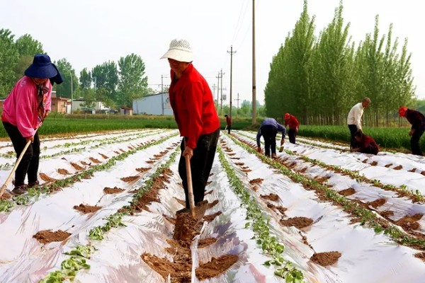 红薯的高效种植技术，育苗时间适当提早于2月中旬