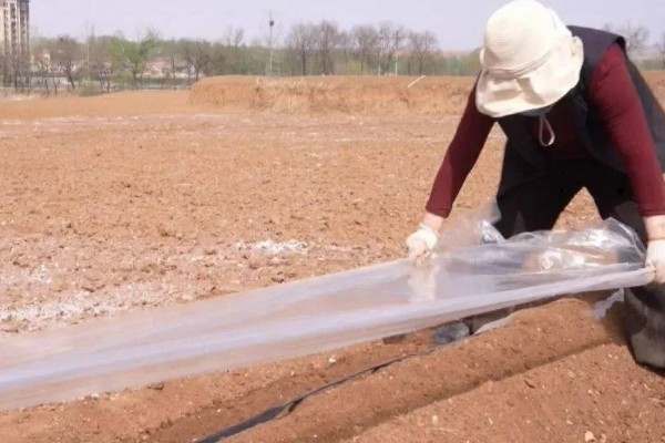 红薯的高效种植技术，育苗时间适当提早于2月中旬