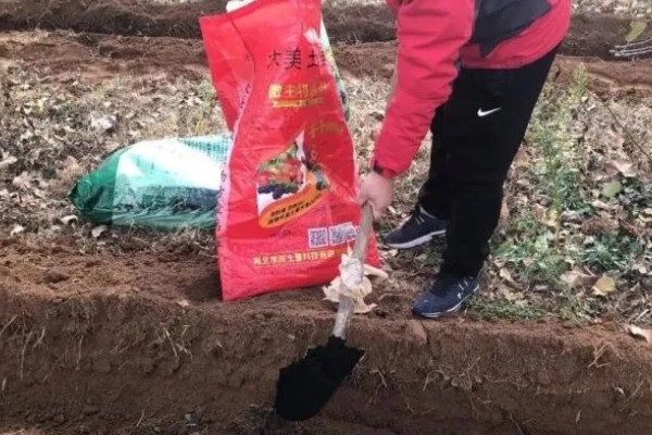 红薯的高效种植技术，育苗时间适当提早于2月中旬