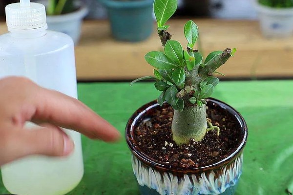 沙漠玫瑰的栽种方法，种植时要让根系舒展