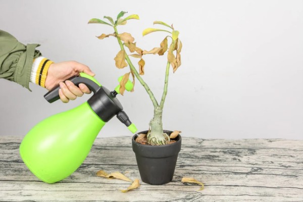 沙漠玫瑰的栽种方法，种植时要让根系舒展