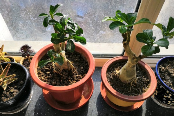 沙漠玫瑰的栽种方法，种植时要让根系舒展