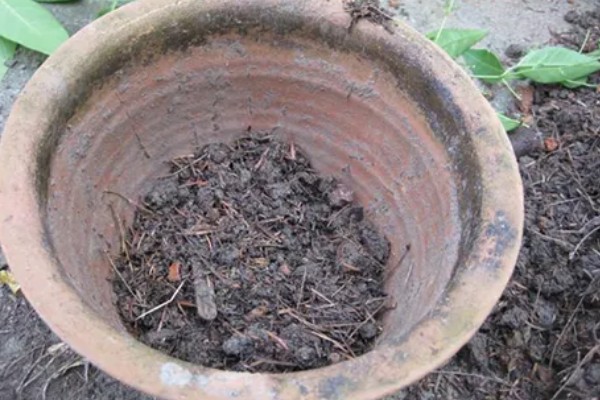 沙漠玫瑰的栽种方法，种植时要让根系舒展