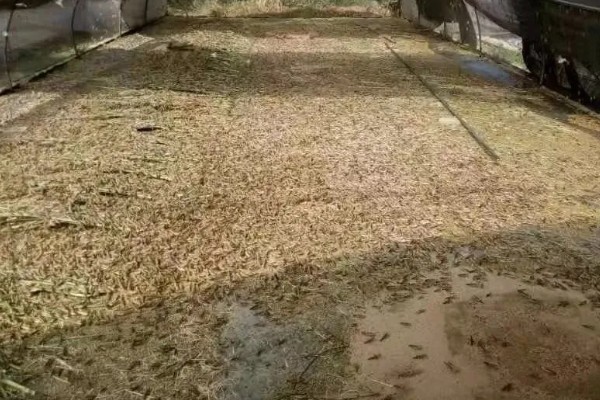 蝗虫怎么养殖,虫卵孵化期间可撒播小麦种子