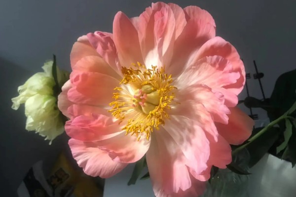 落日珊瑚芍药变色的原因,花青素降解后颜色会消退